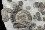 Rare Ammonite (Arnioceras) Cluster - Holderness Coast, England #176343-1